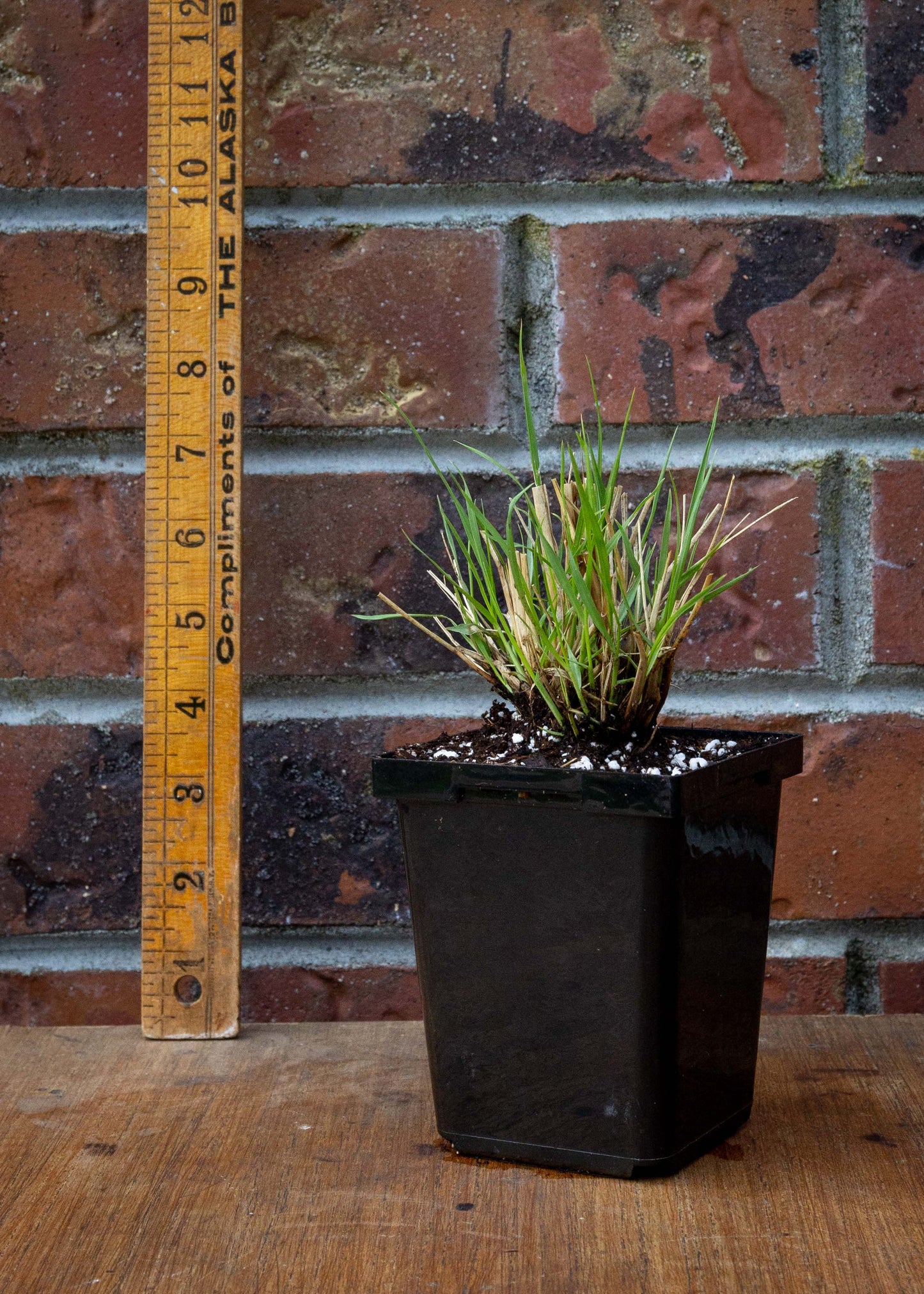 Fountain Grass ‘Hameln’