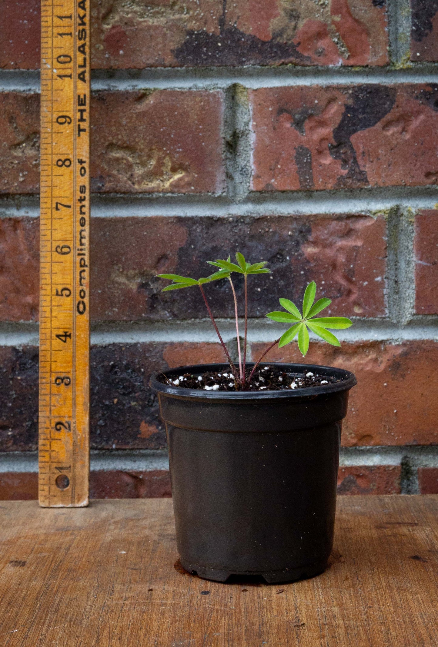 Lupin 'Gallery Pink'