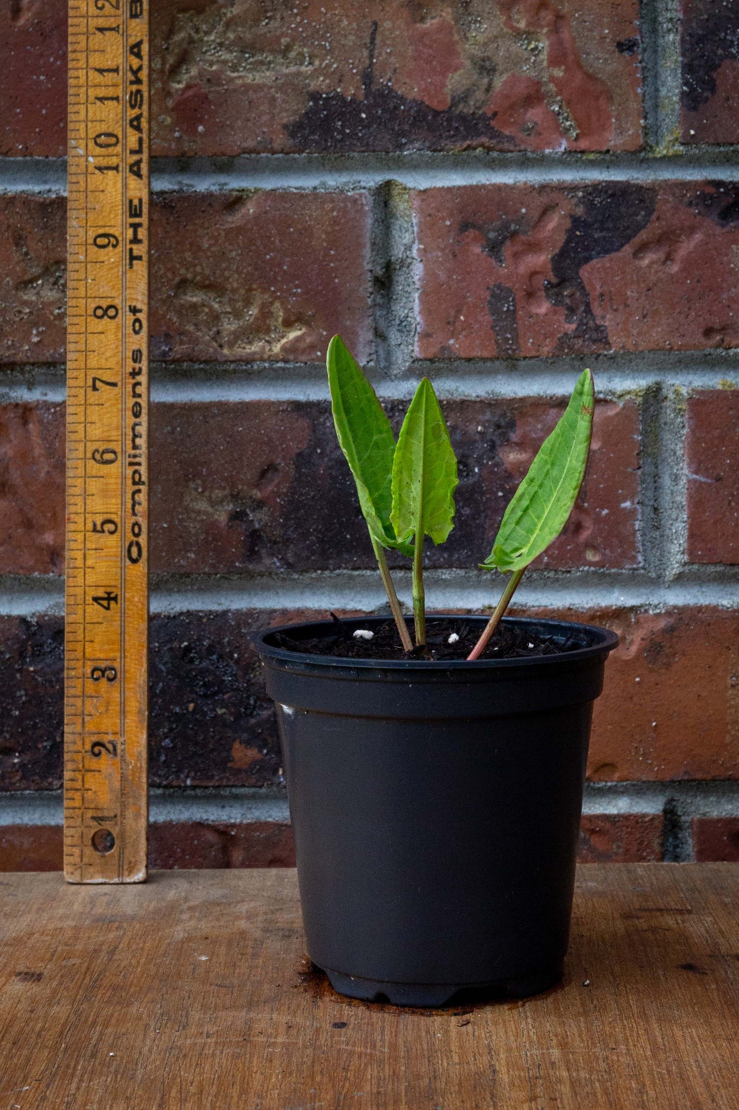 Sorrel ‘Blonde de Lyon’