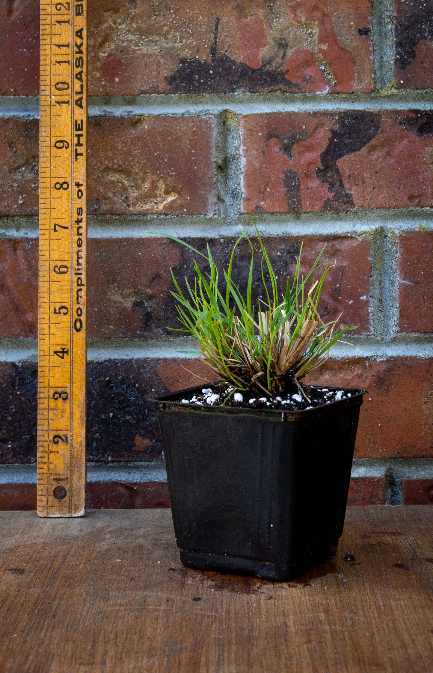 Fountain Grass ‘Little Bunny’