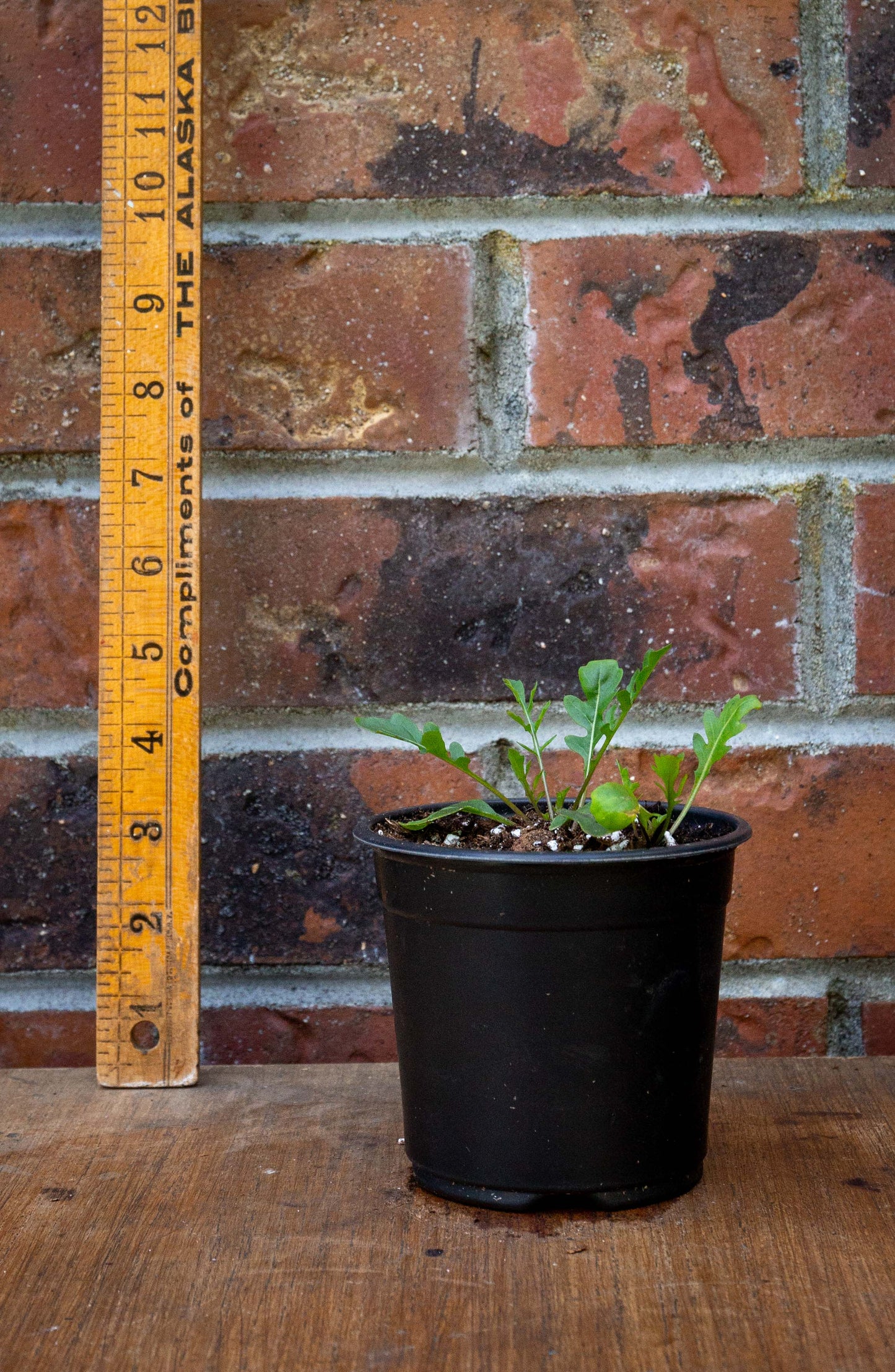 Wild Arugula