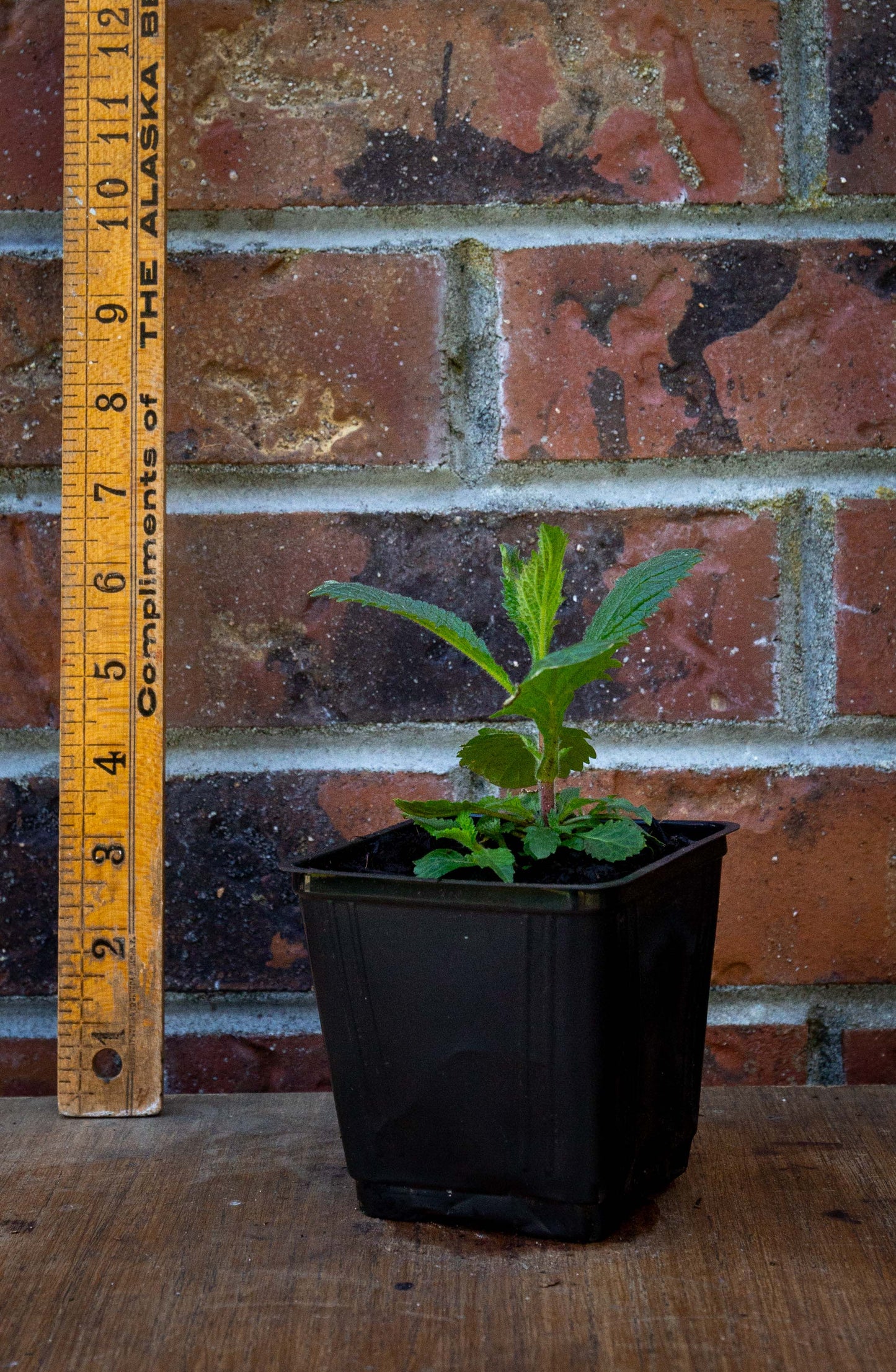 Tall Verbena