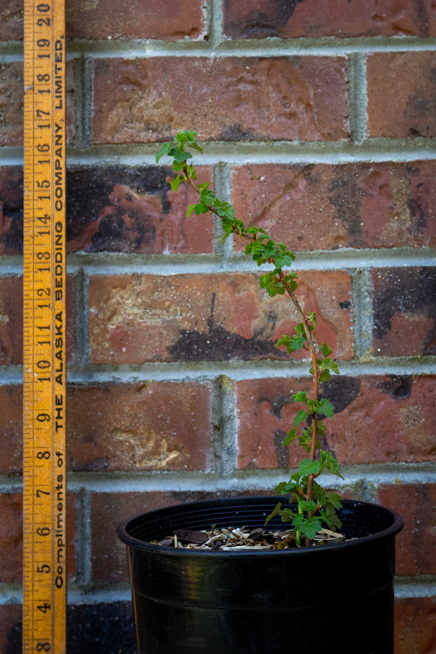 Gooseberry ‘Hinnomaki Red‘