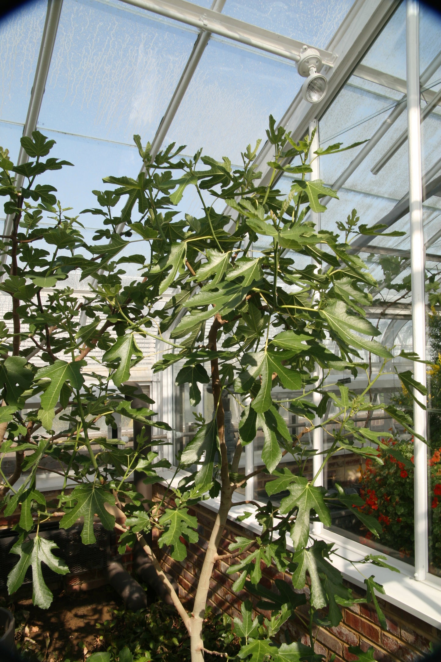 Fig ‘Violette de Bordeaux’ Cutting three pack