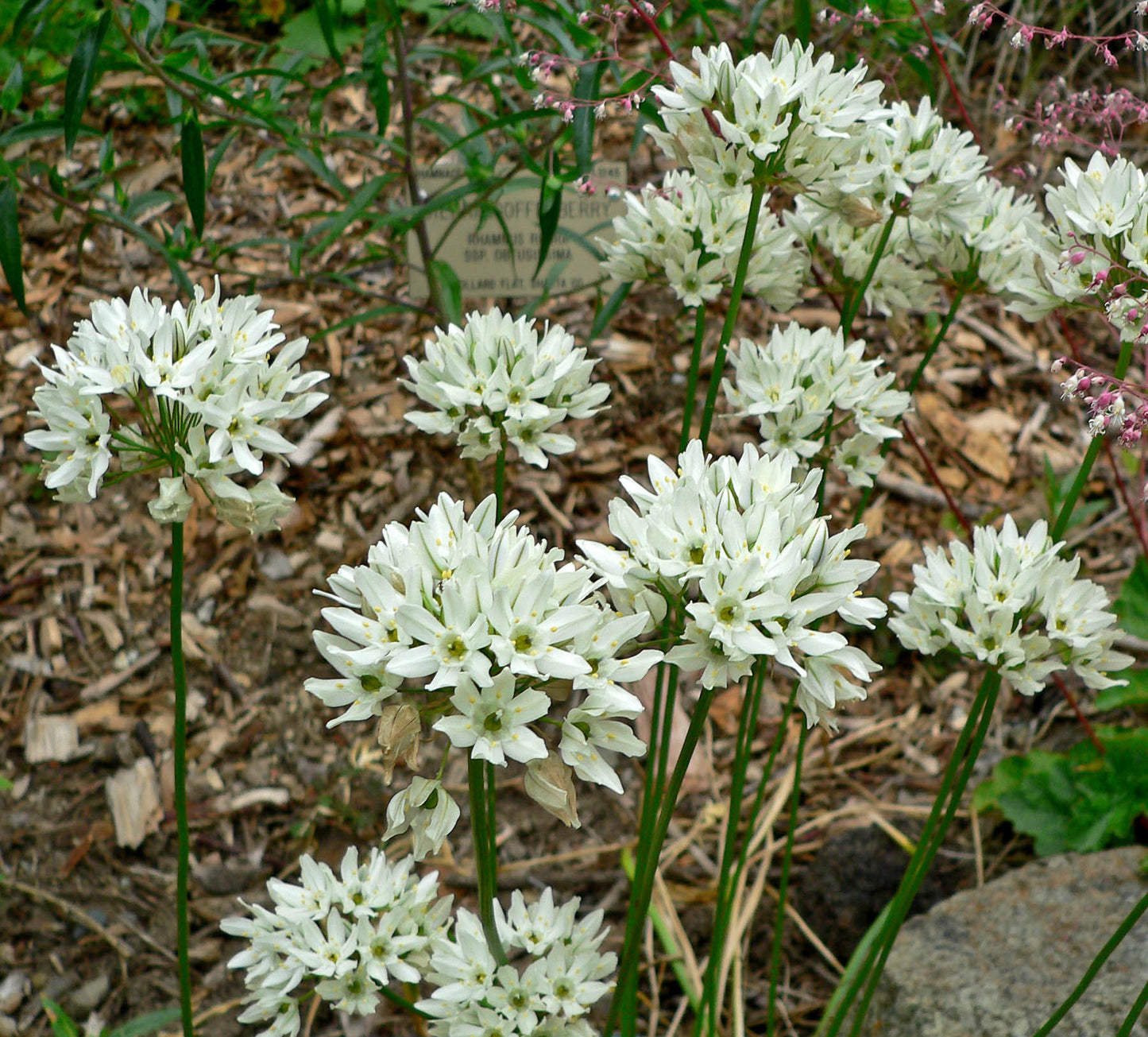 Fool’s Onion