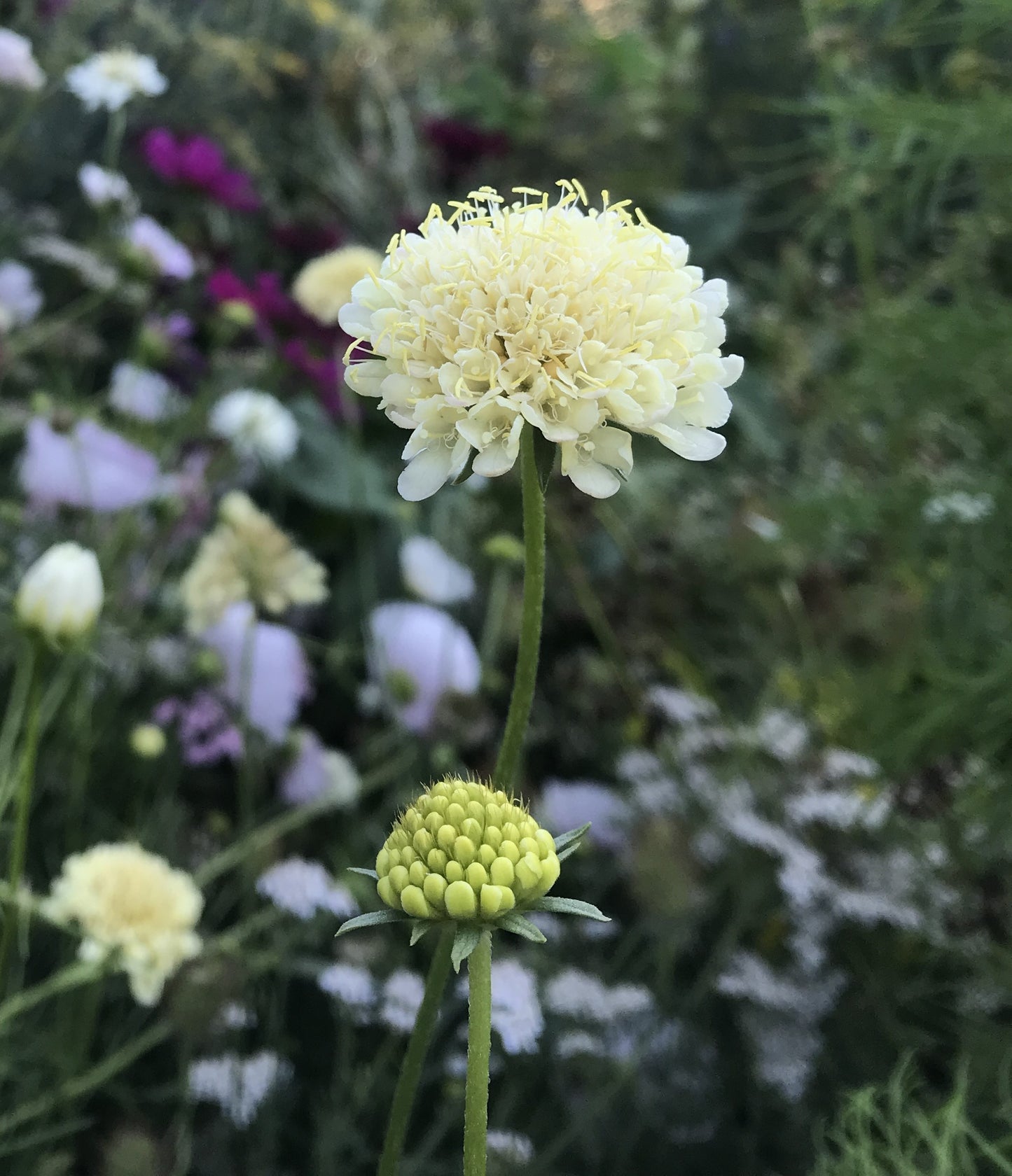 Giant Yellow Pincushion
