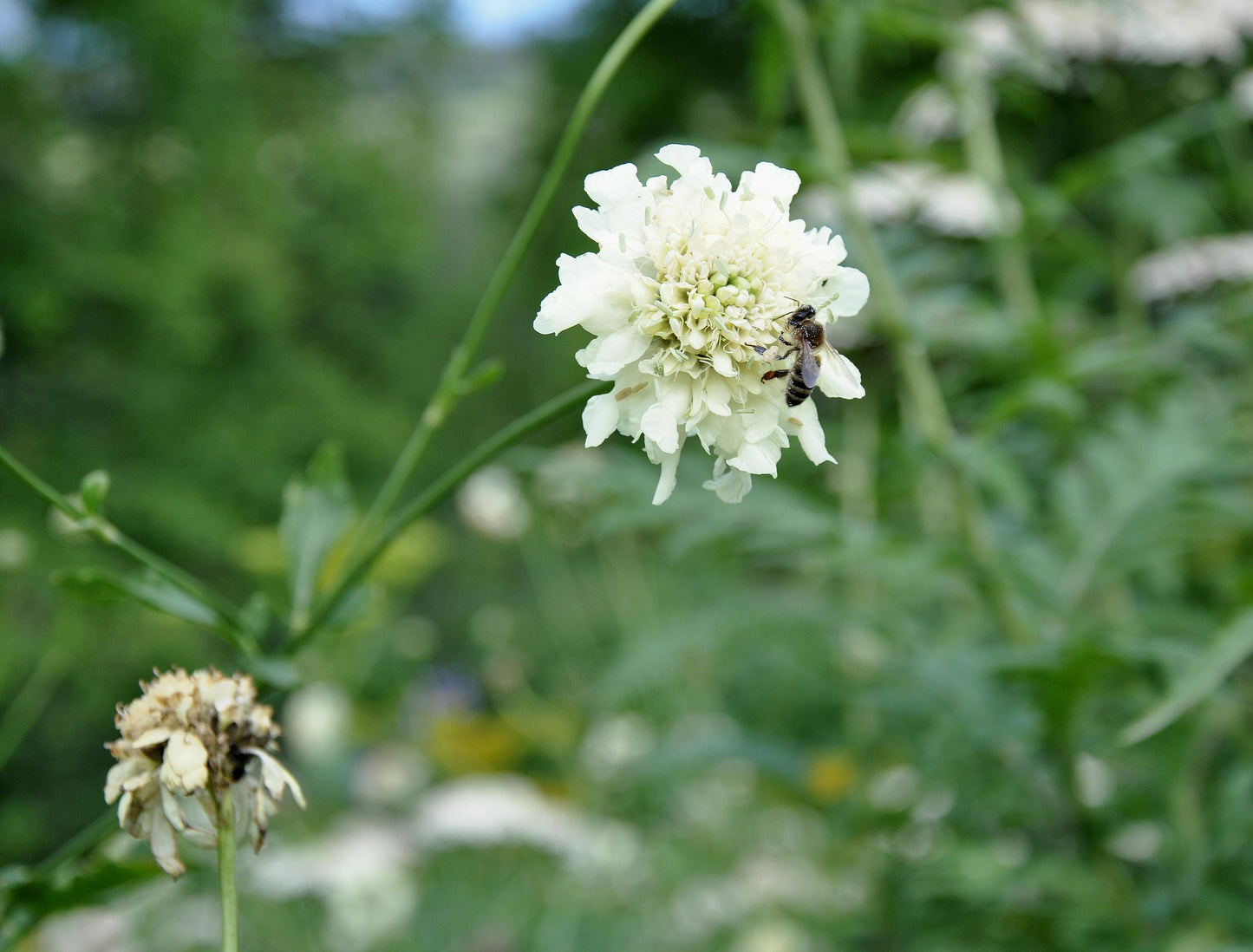 Giant Yellow Pincushion