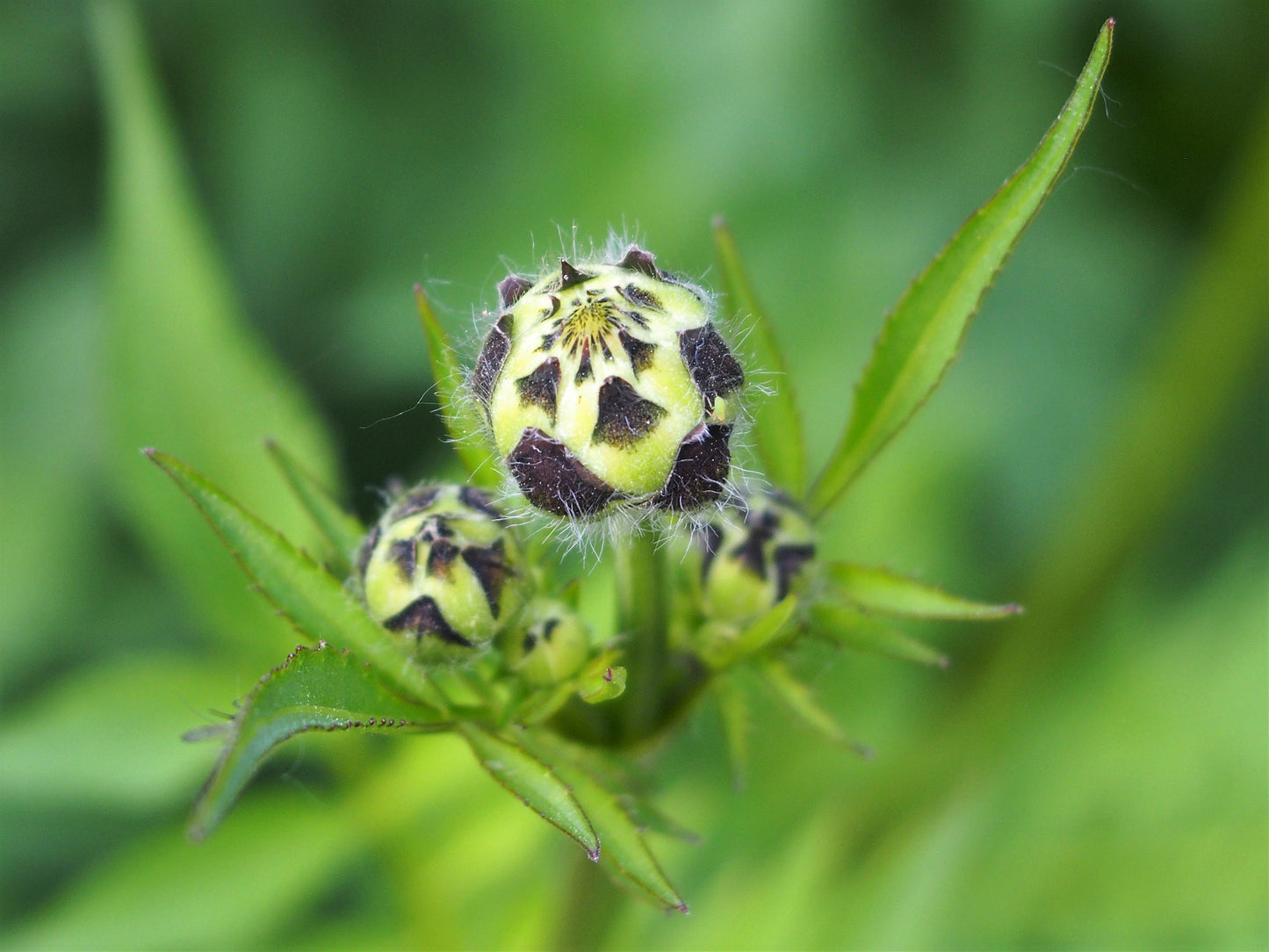 Giant Yellow Pincushion