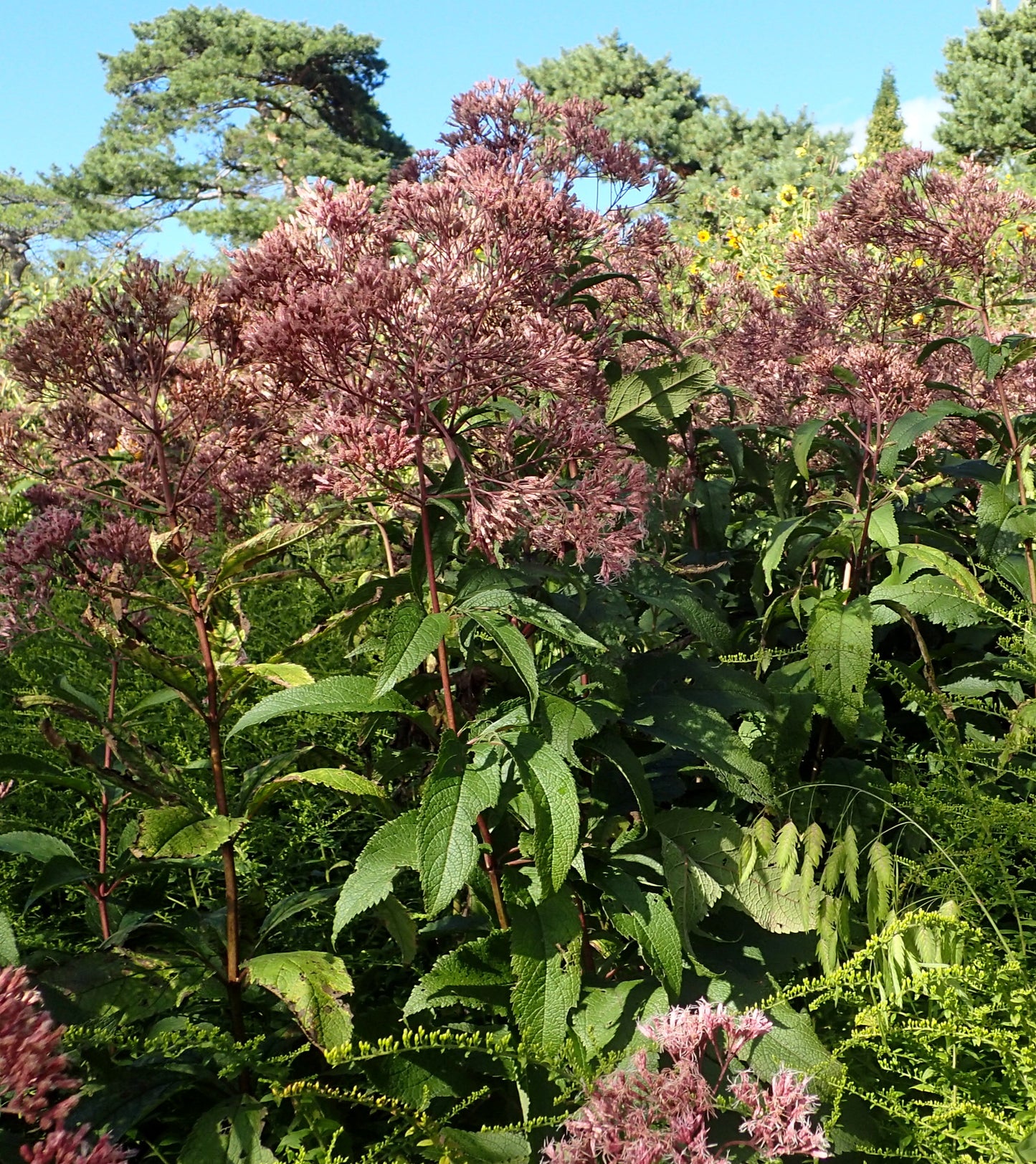 Joe Pye Weed ‘Gateway’