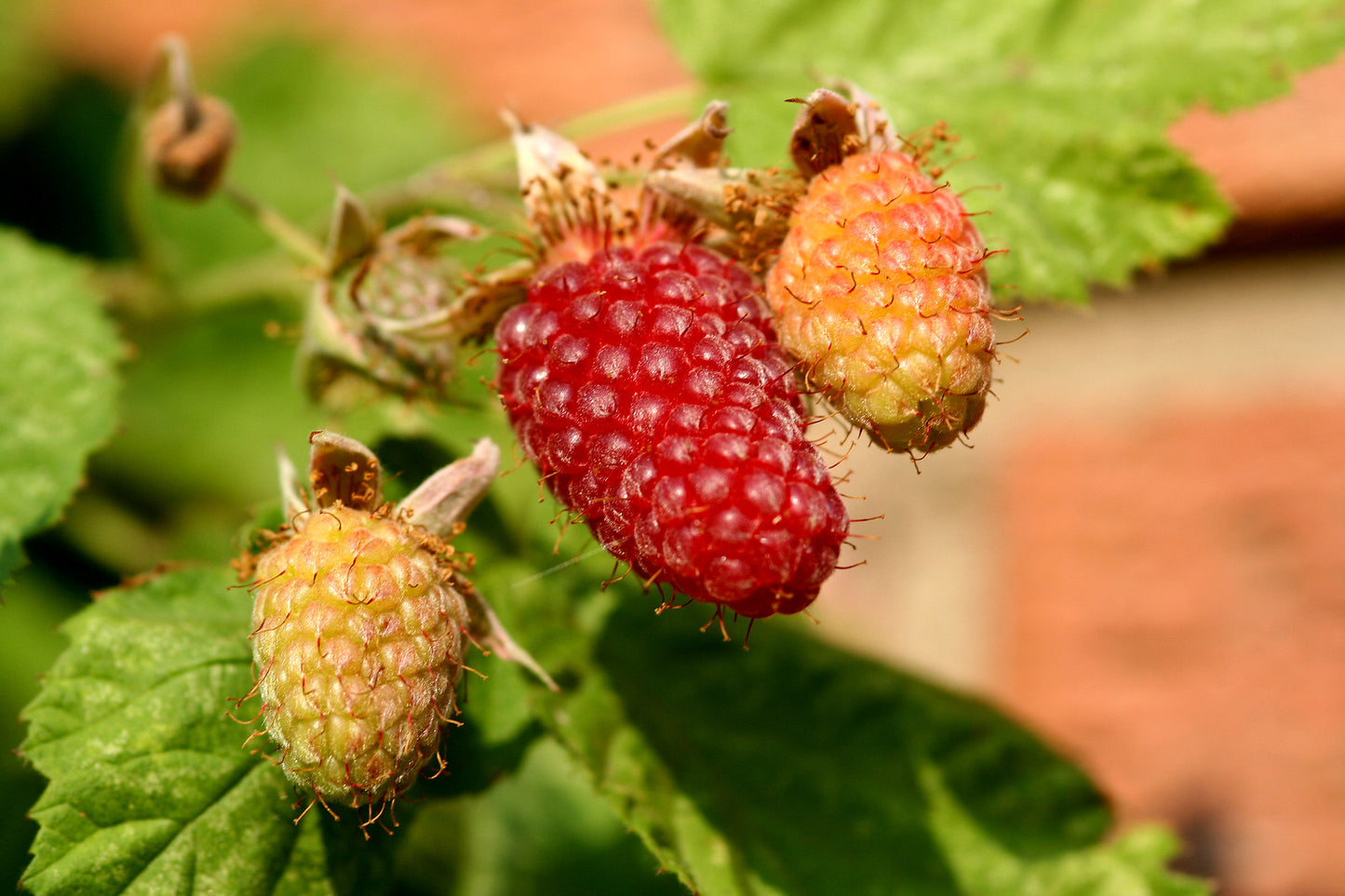 Loganberry
