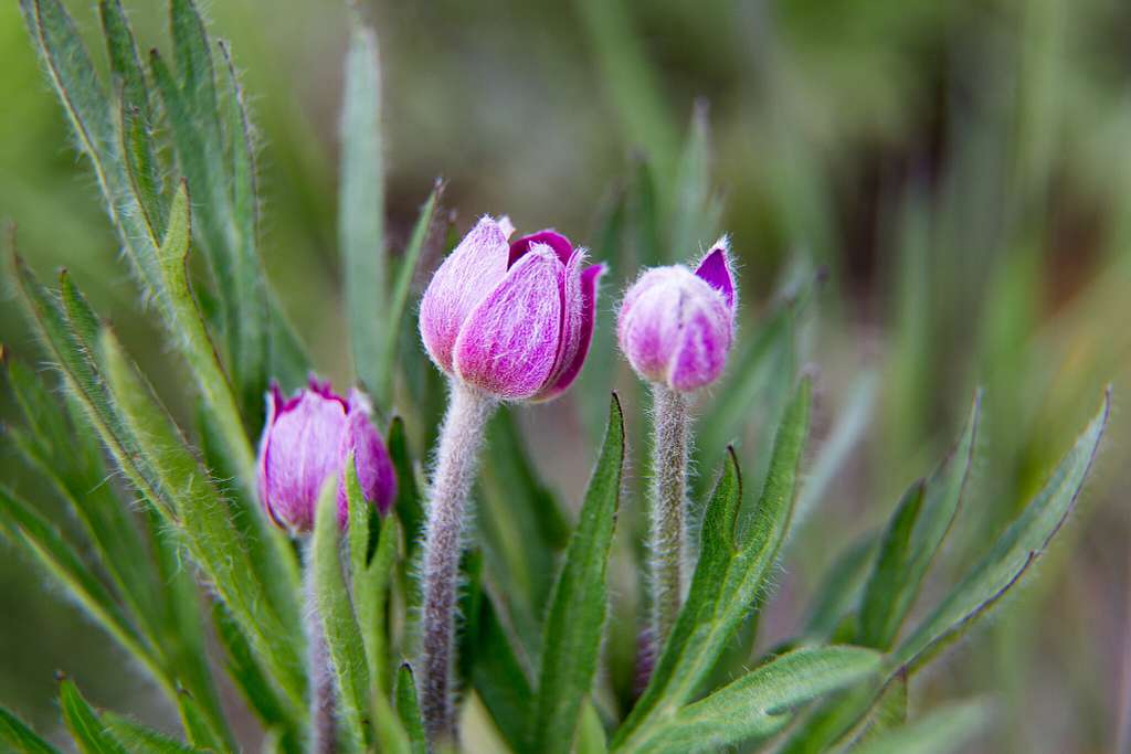Pacific Anemone