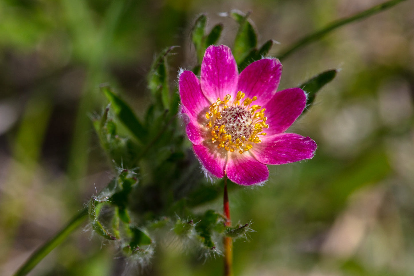 Pacific Anemone