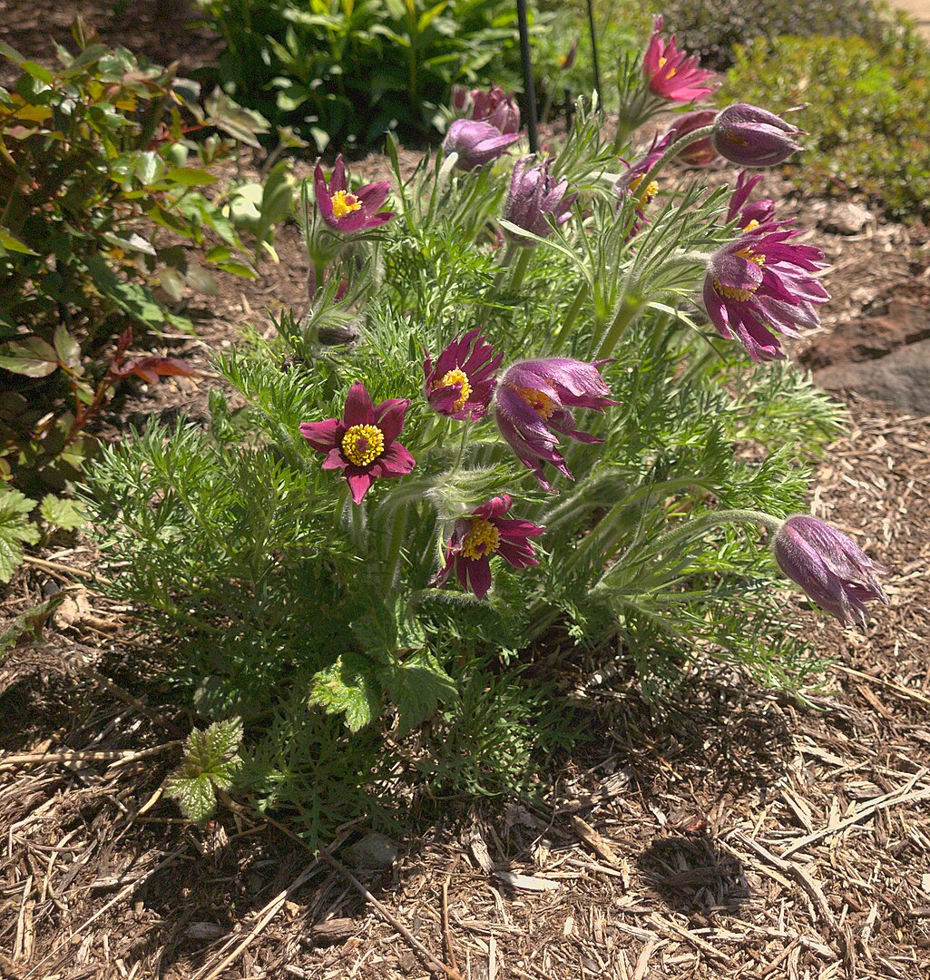 Pasque Flower ‘Rubra’