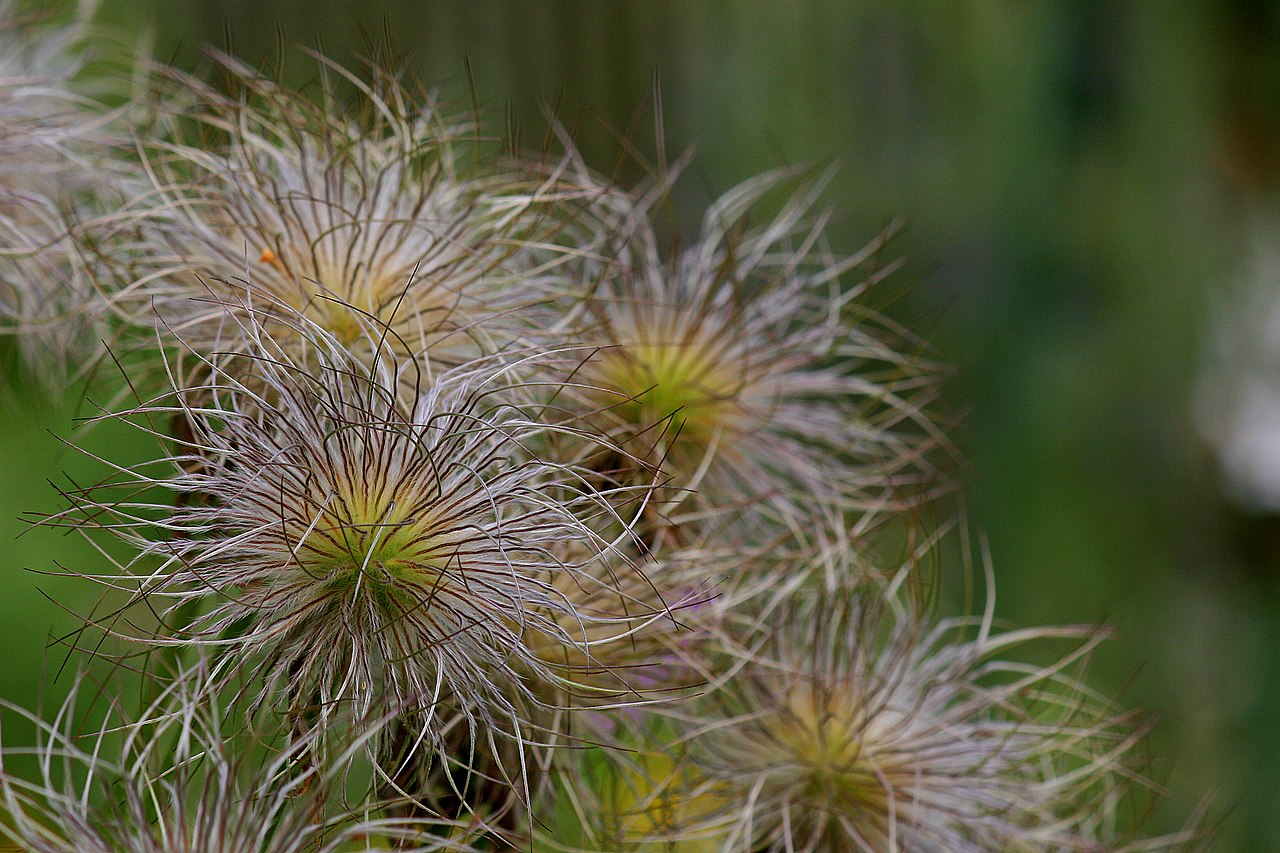 Pasque Flower ‘Rubra’