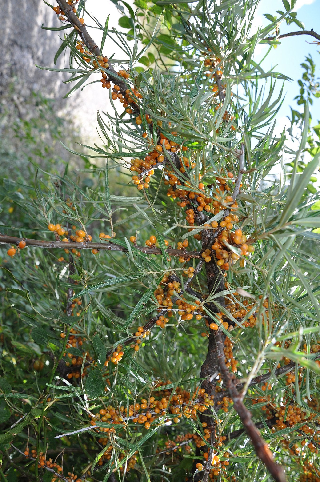 Sea Buckthorn ‘Indian Summer’ (grown from seed and unsexed)