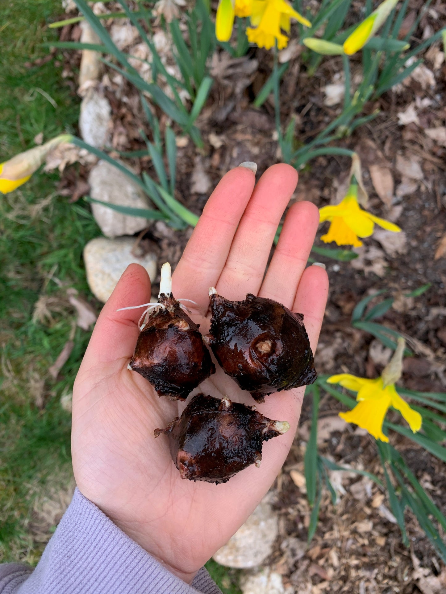 Sunchoke ‘Beaver Valley Purple’