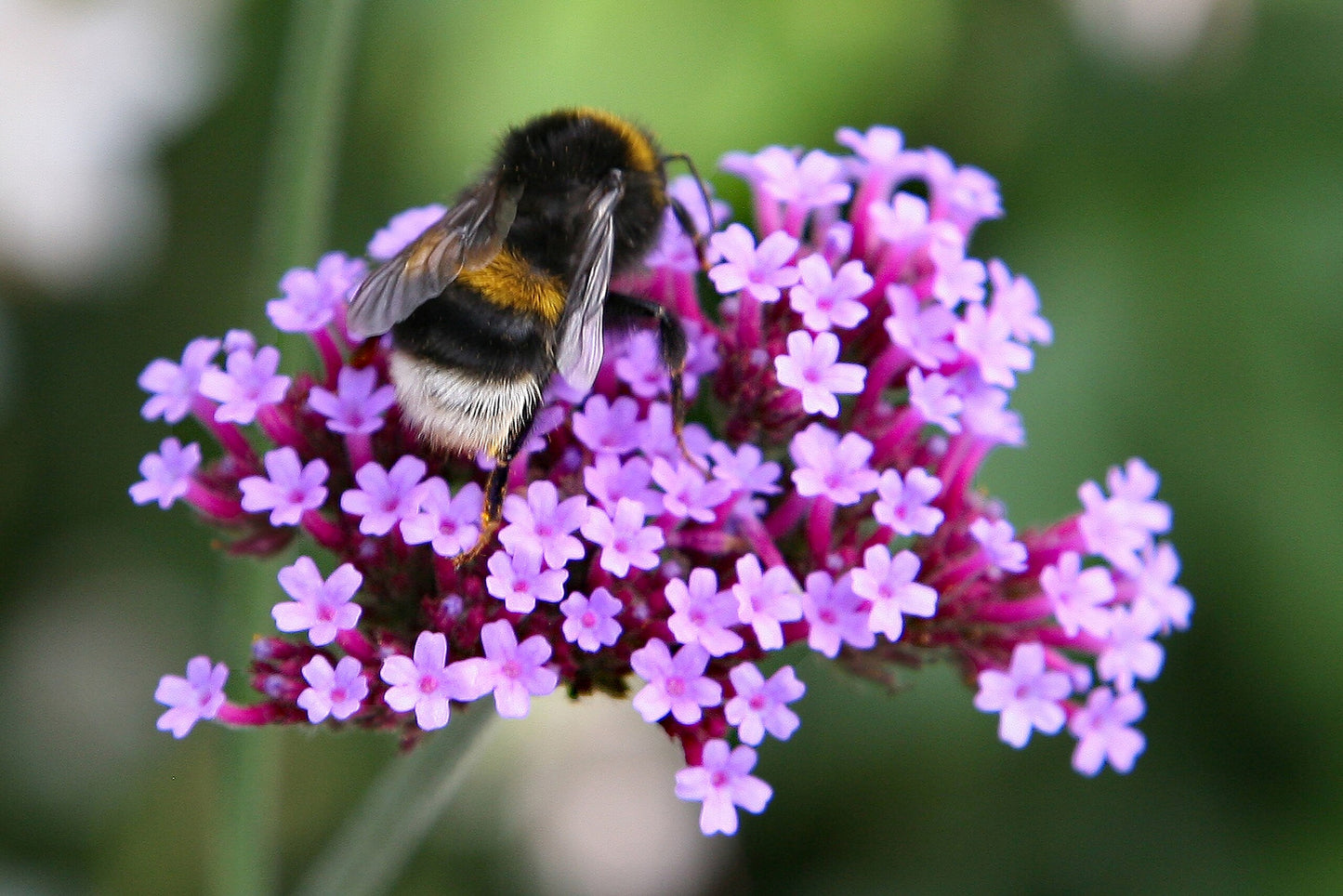 Tall Verbena