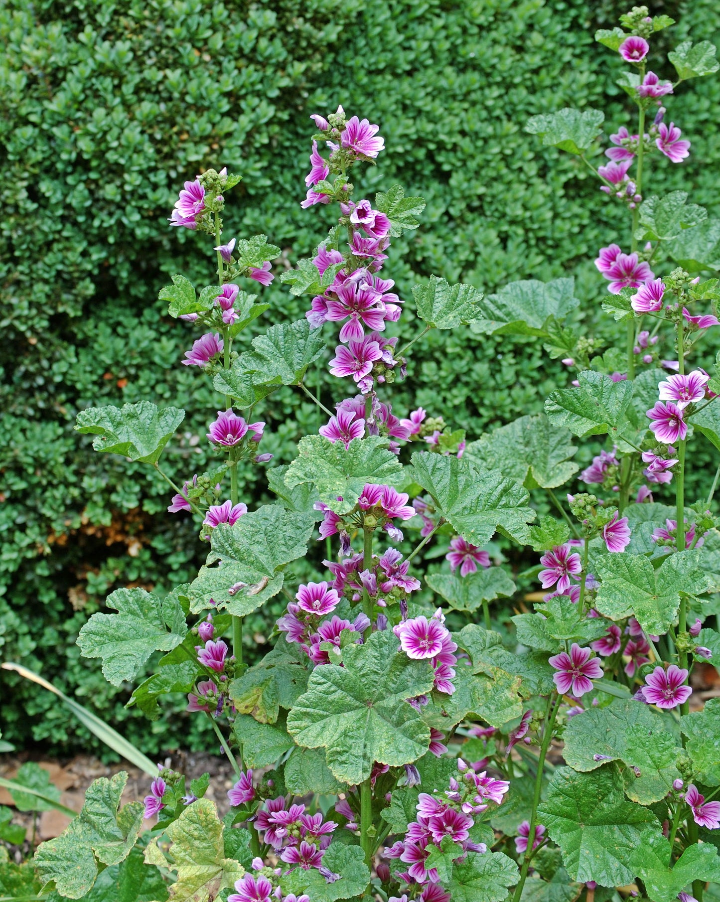 Zebra Mallow