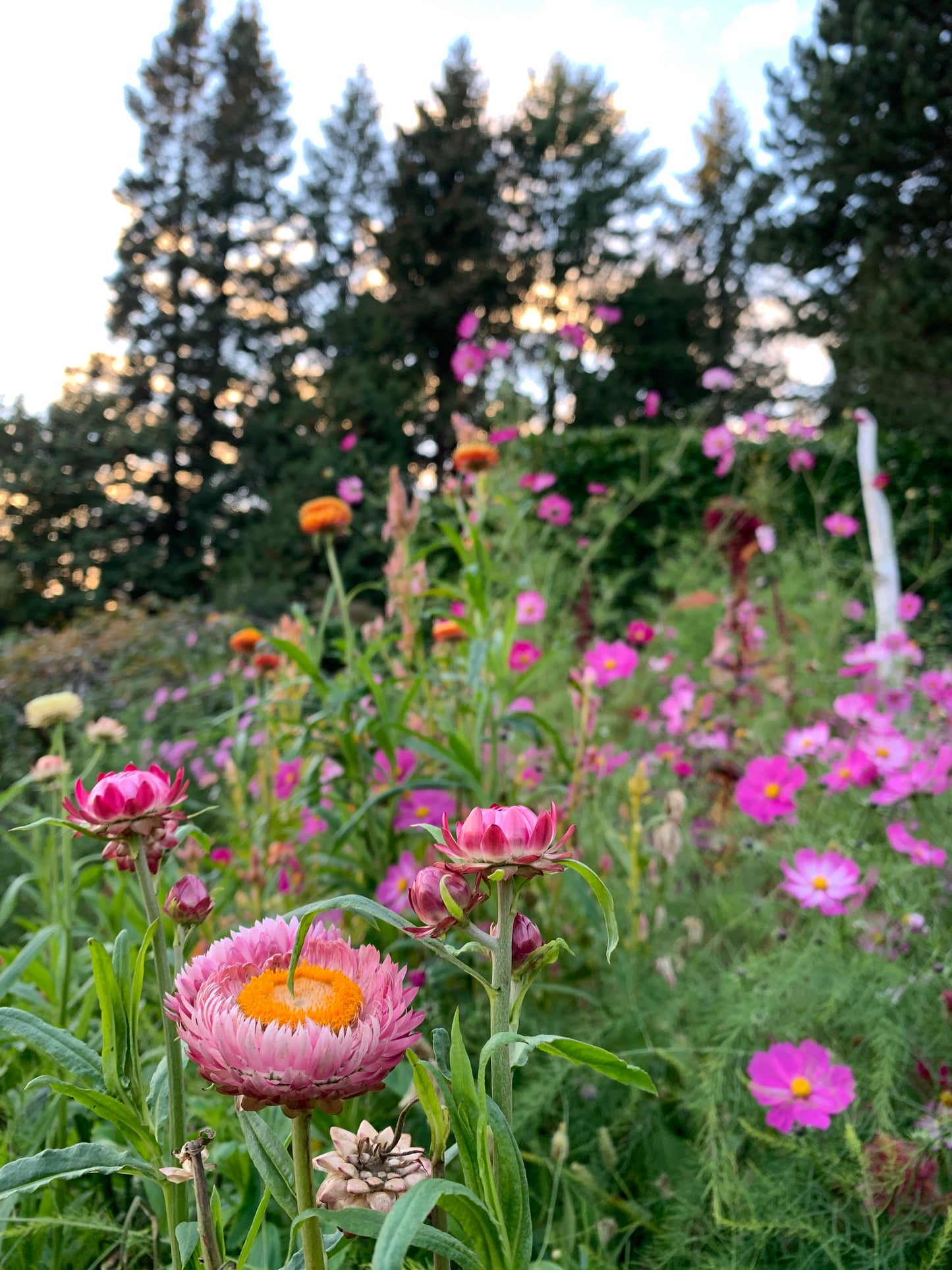 Strawflower 'Sunset Mix' Seeds