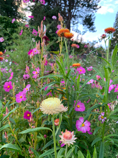 Strawflower 'Sunset Mix' Seeds