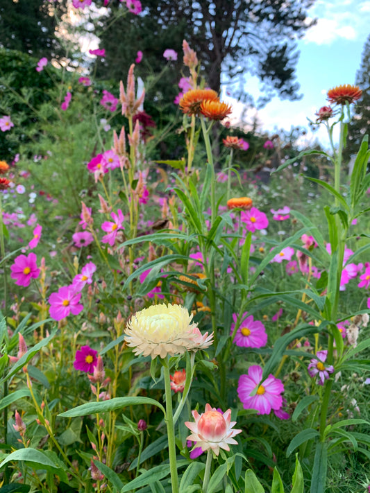 Strawflower 'Sunset Mix' Seeds