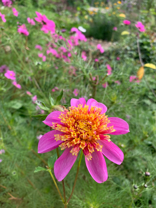 Dahlia 'Rainbow Open Form Mix' Seeds