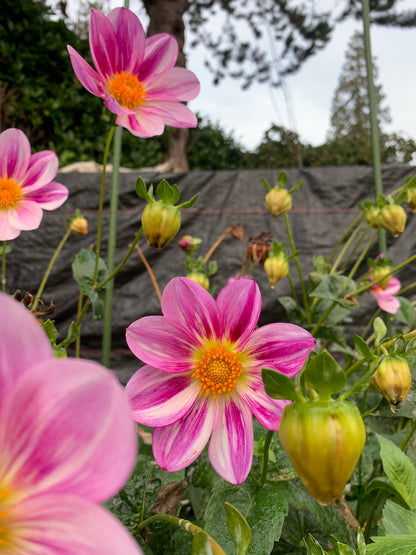 Dahlia 'Bloomquist Sweet' Seeds