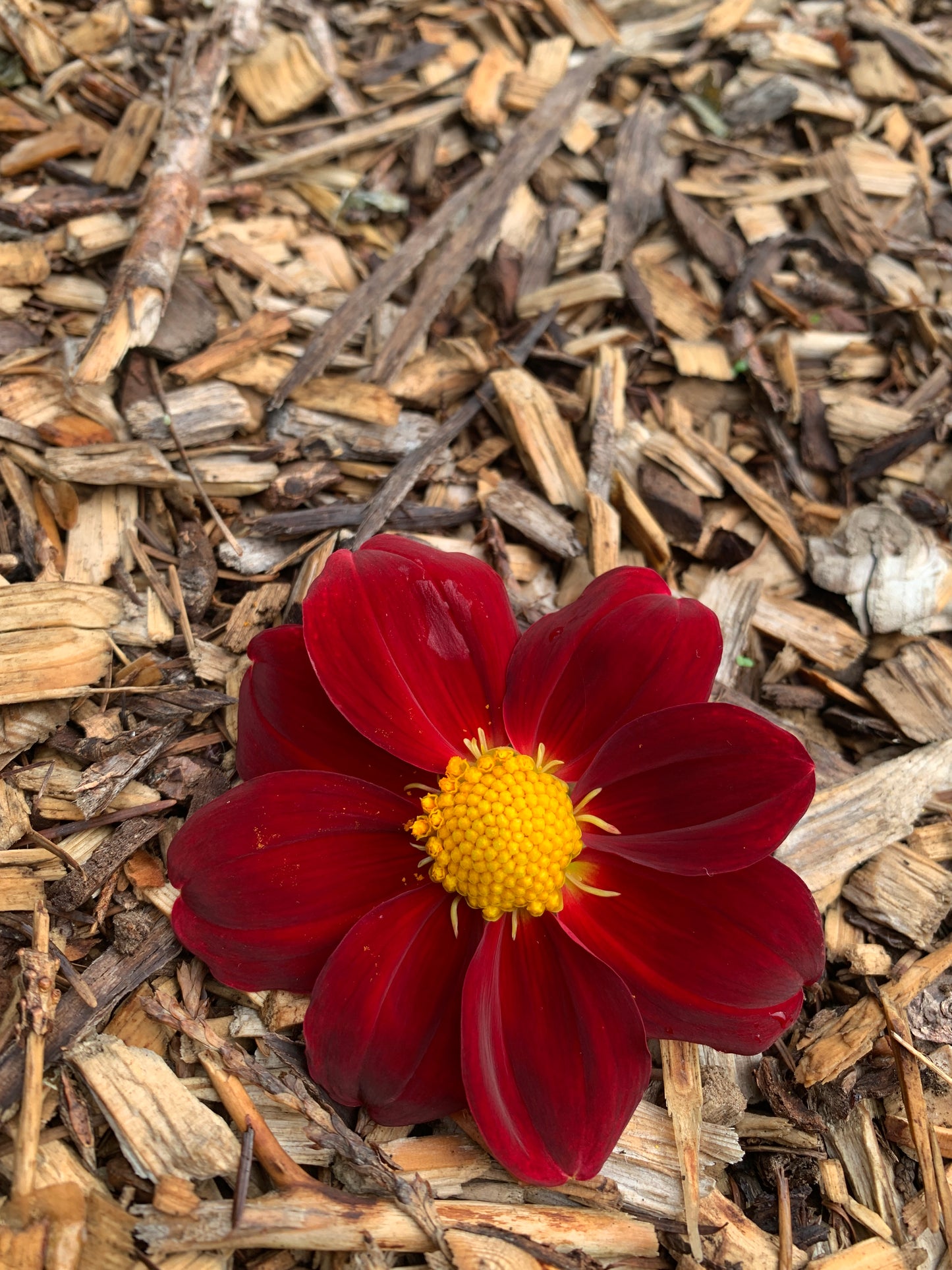 Dahlia 'Rainbow Open Form Mix' Seeds