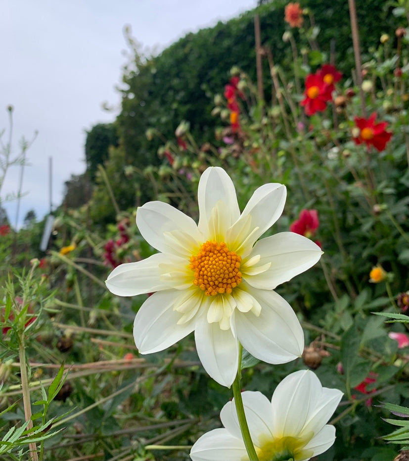 Dahlia 'Rainbow Open Form Mix' Seeds