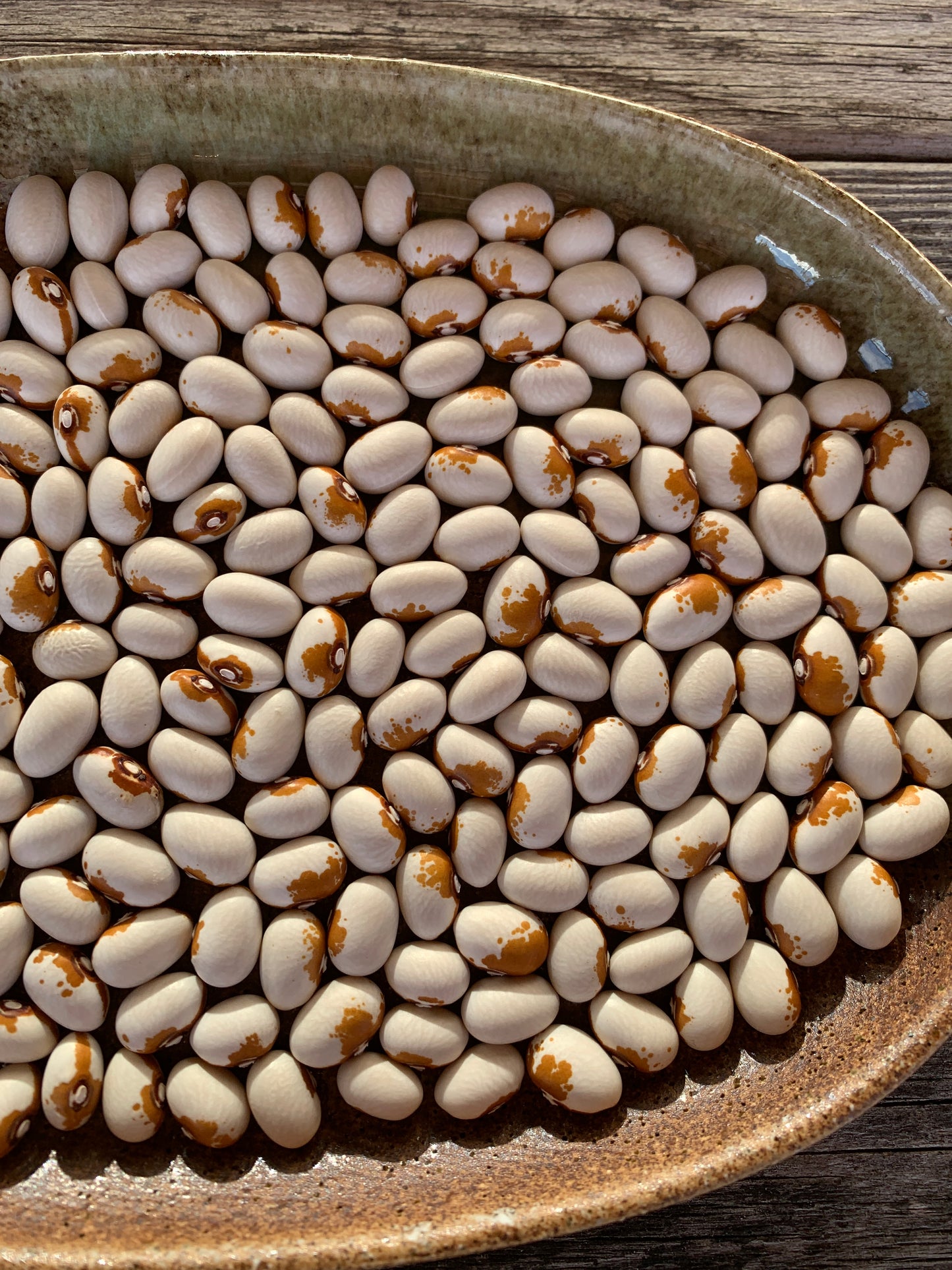 Beans Mostoller Wild Goose Seeds