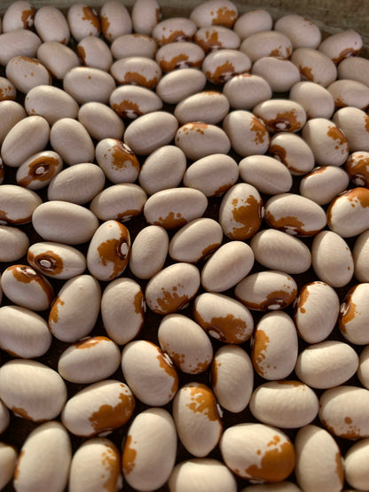 Beans Mostoller Wild Goose Seeds