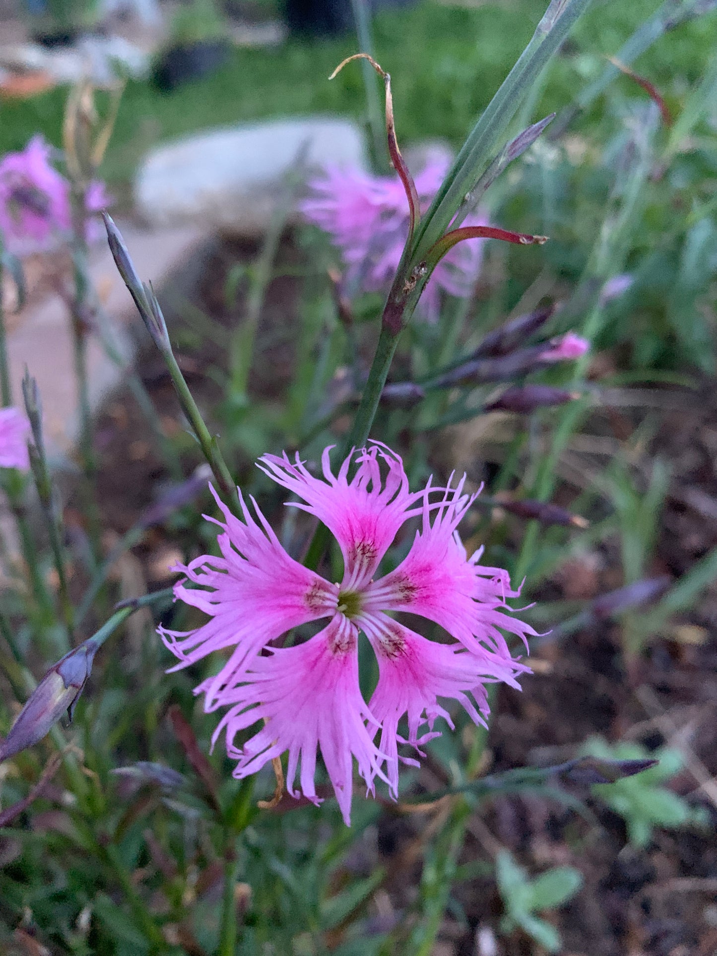 Fringed Scented Pinks Seeds