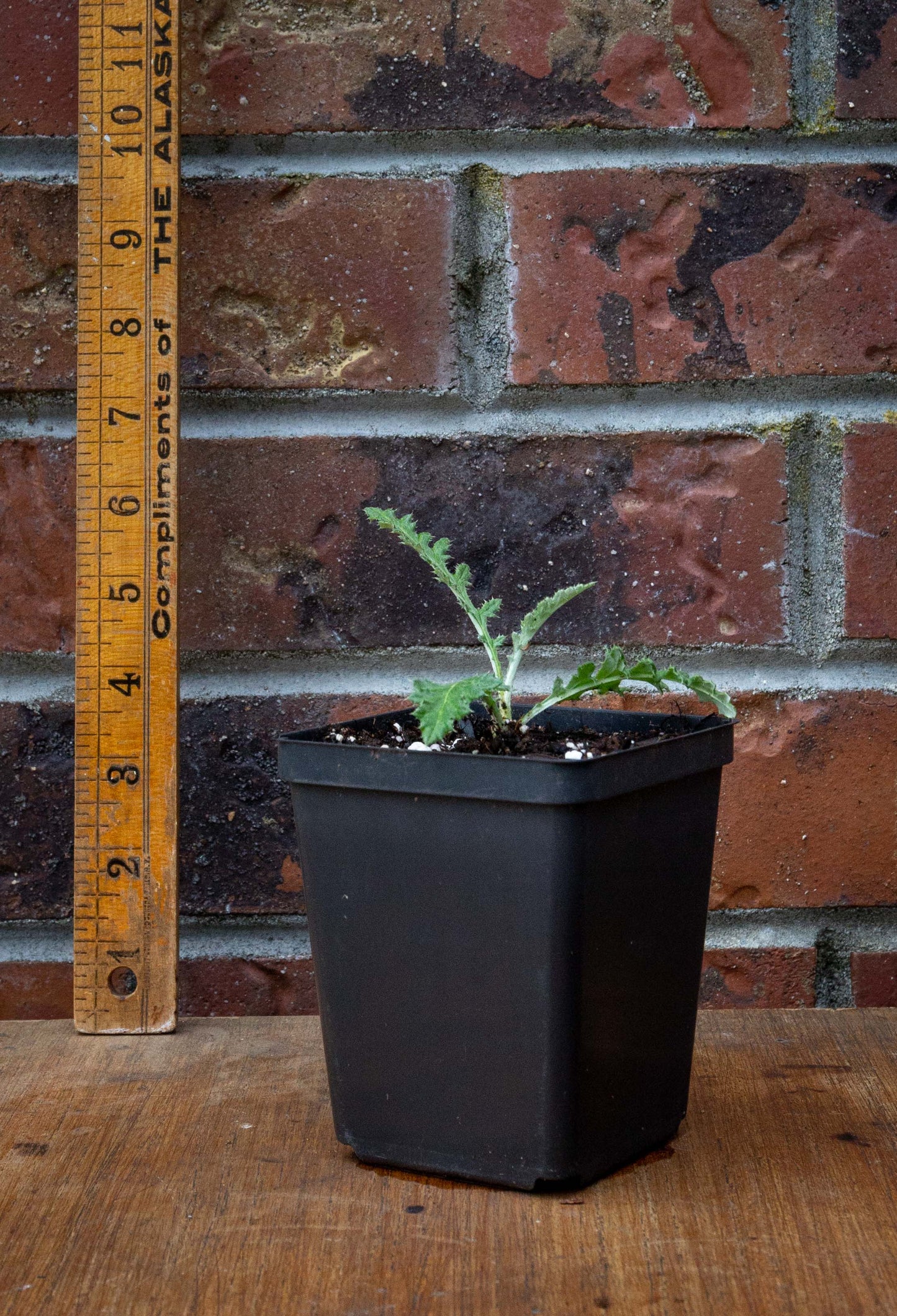 Globe Thistle ‘Platinum Blue’