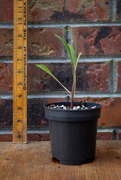 Coneflower ‘Hula Dancer’