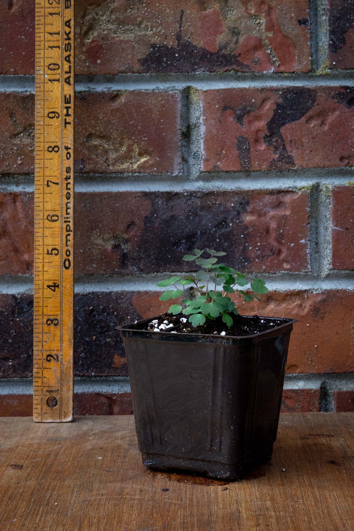 Columbine ‘Little Lanterns’ | Aquilegia canadensis ‘Little Lanterns ...