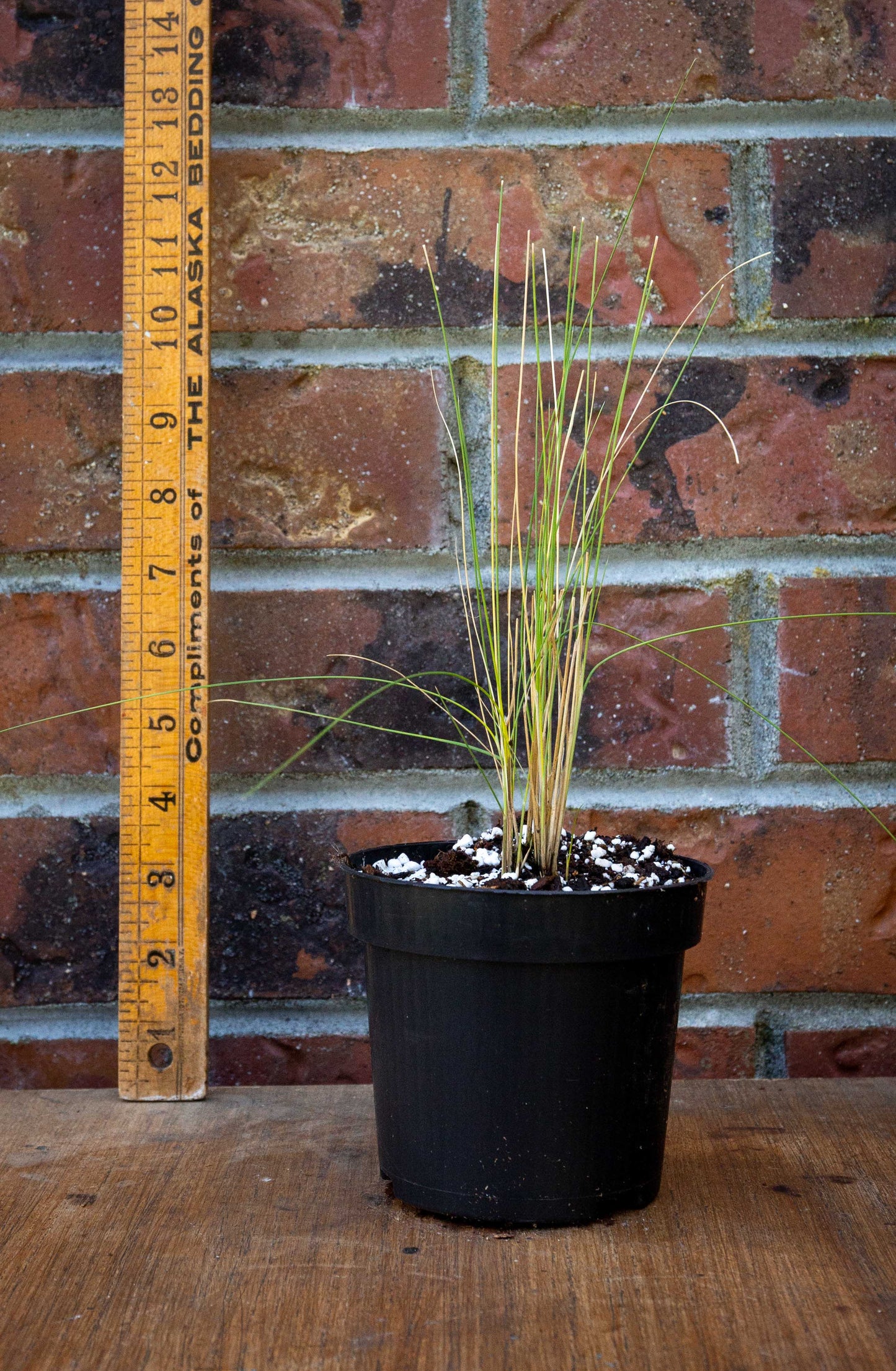 Pink Muhly Grass