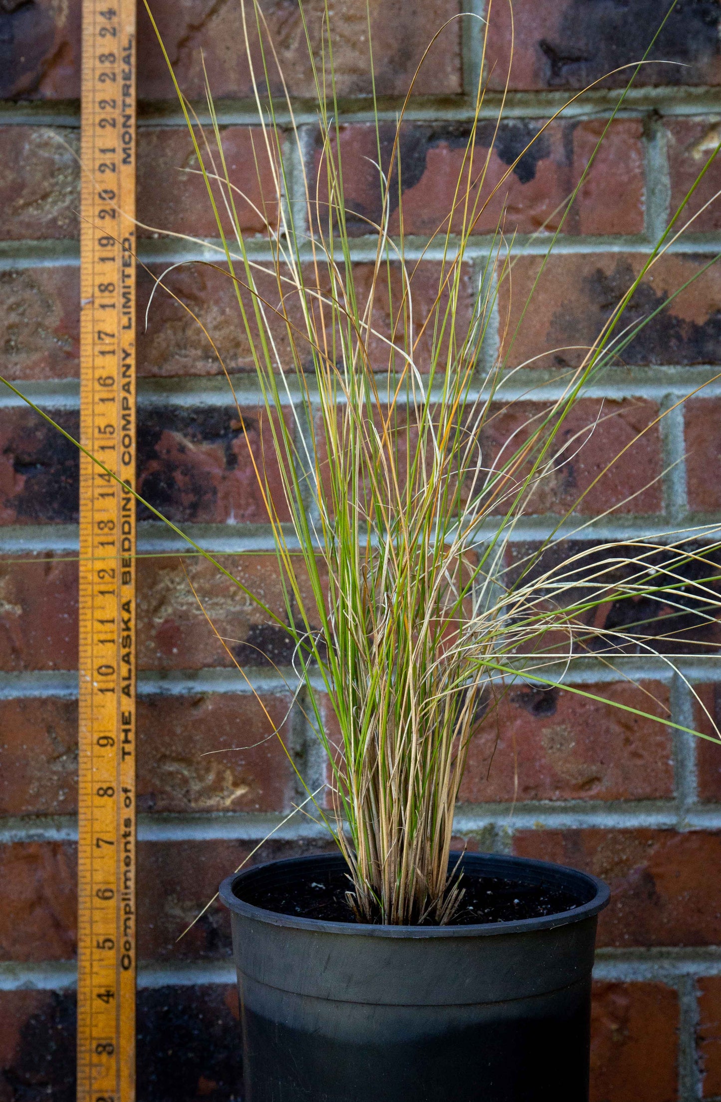 Pink Muhly Grass