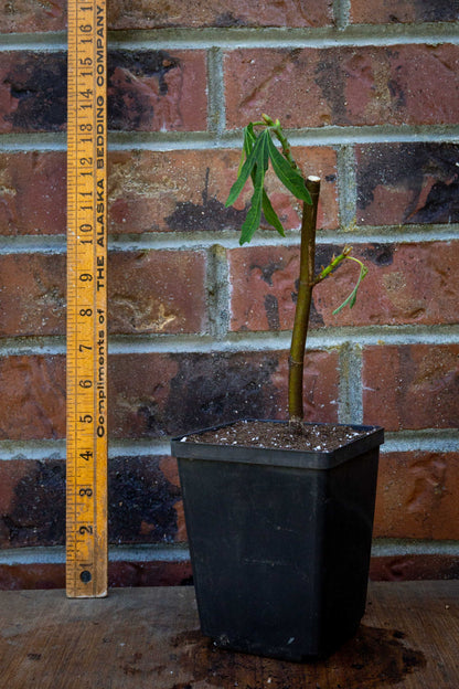 Fig ‘Violette de Bordeaux’