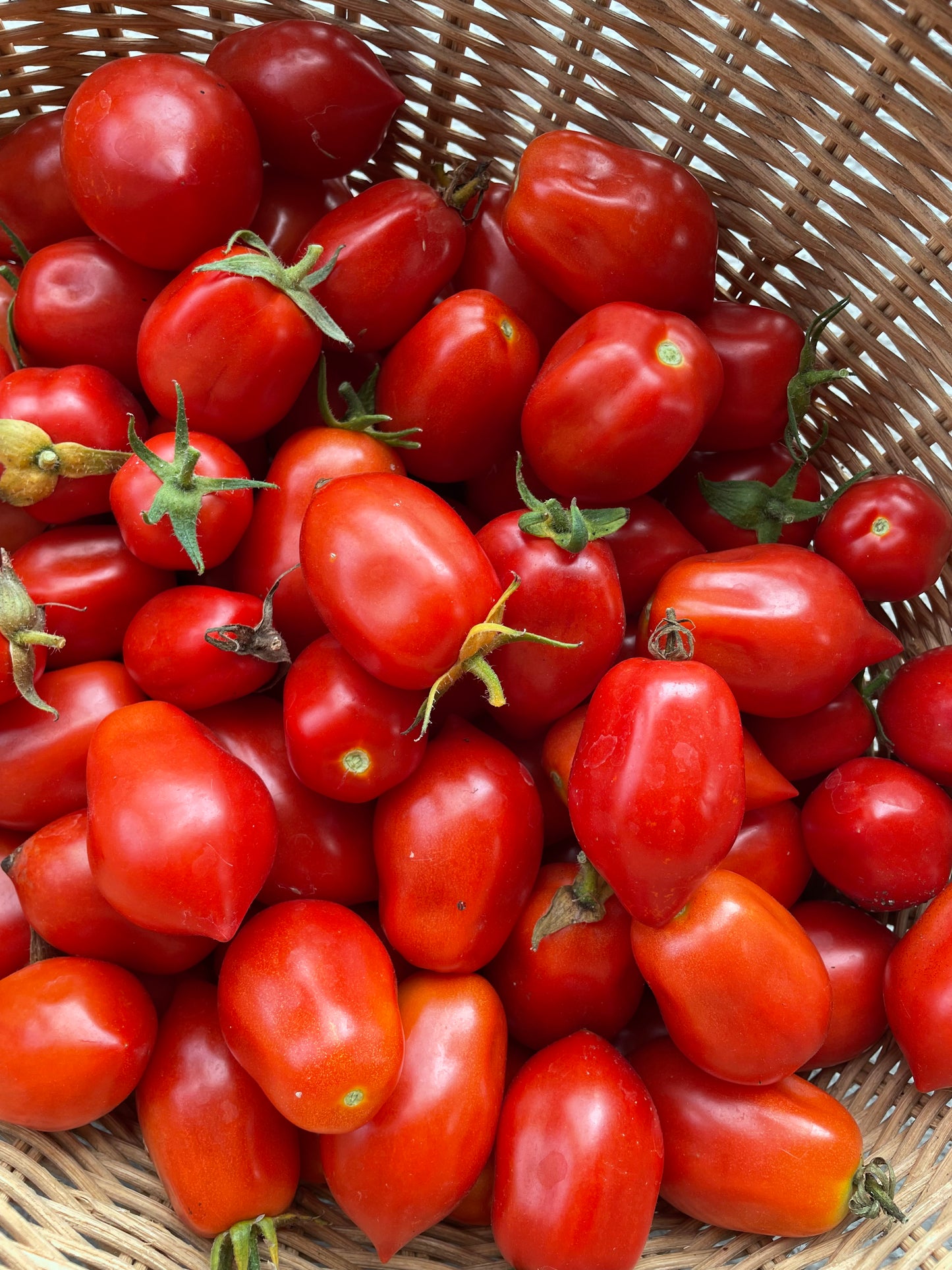 Tomato 'Ropreco Paste' Heirloom Seeds