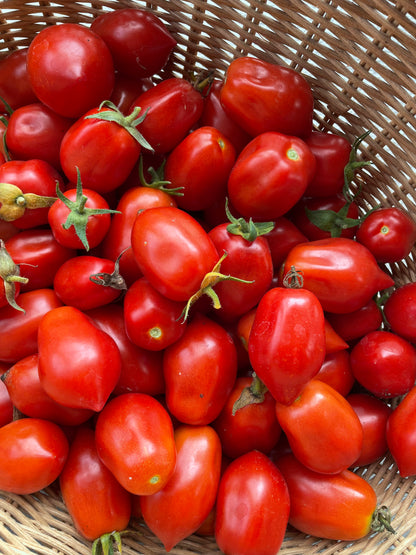Tomato 'Ropreco Paste' Heirloom Seeds