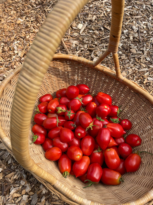 Tomato 'Ropreco Paste' Heirloom Seeds