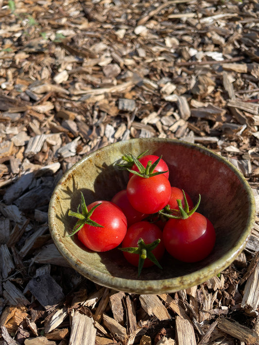 Tomato 'Brandywine Cherry' Seeds