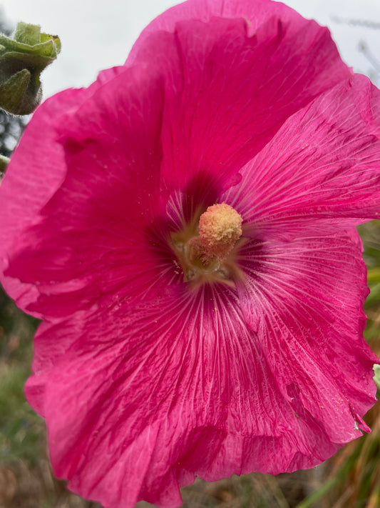 Hollyhock 'Bright & Deep Pink'