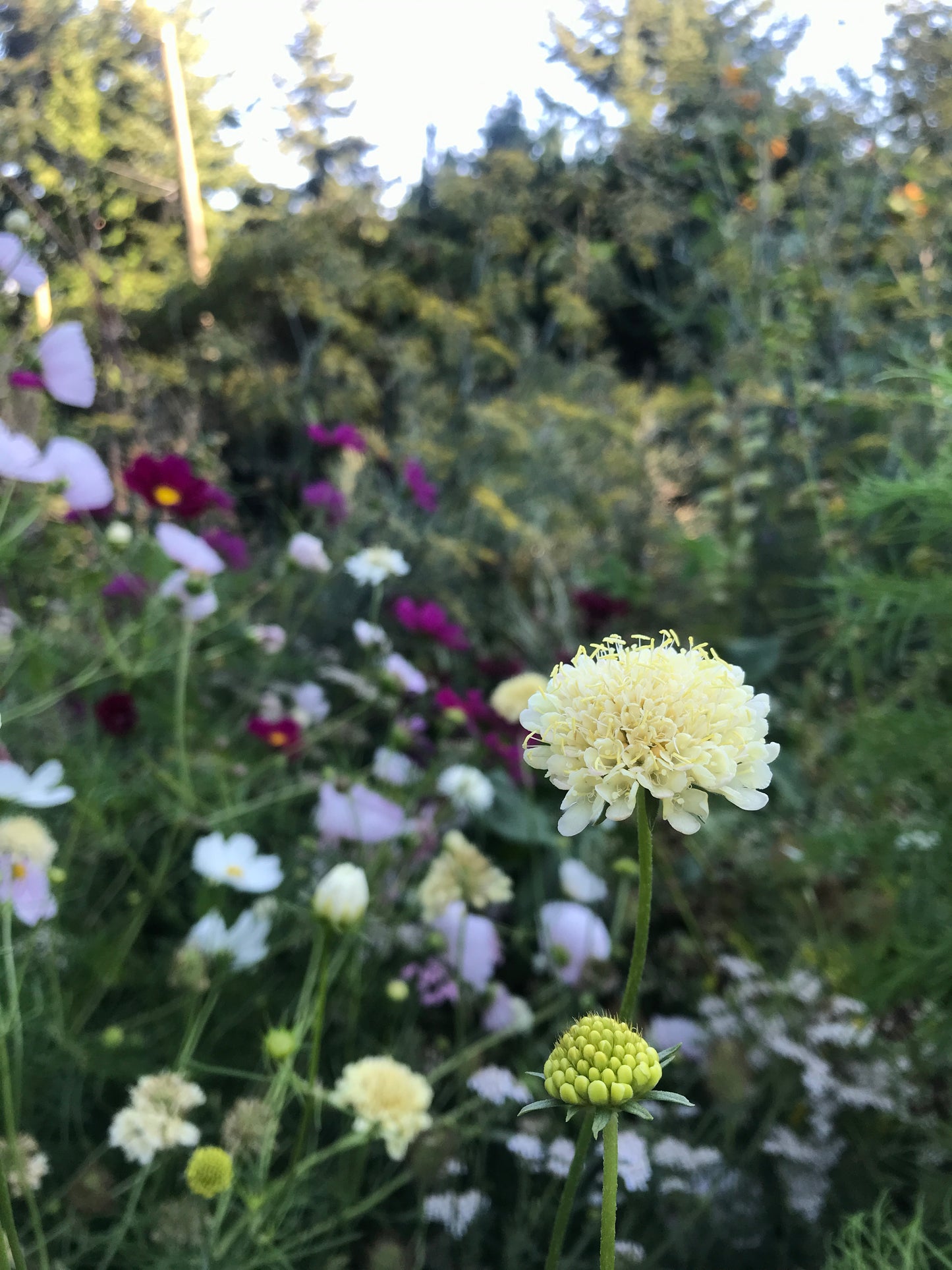 Giant Yellow Pincushion Seeds