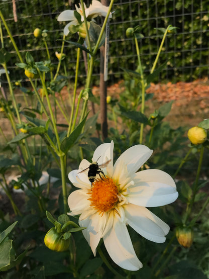 Dahlia 'Alpen Cherub' Seeds