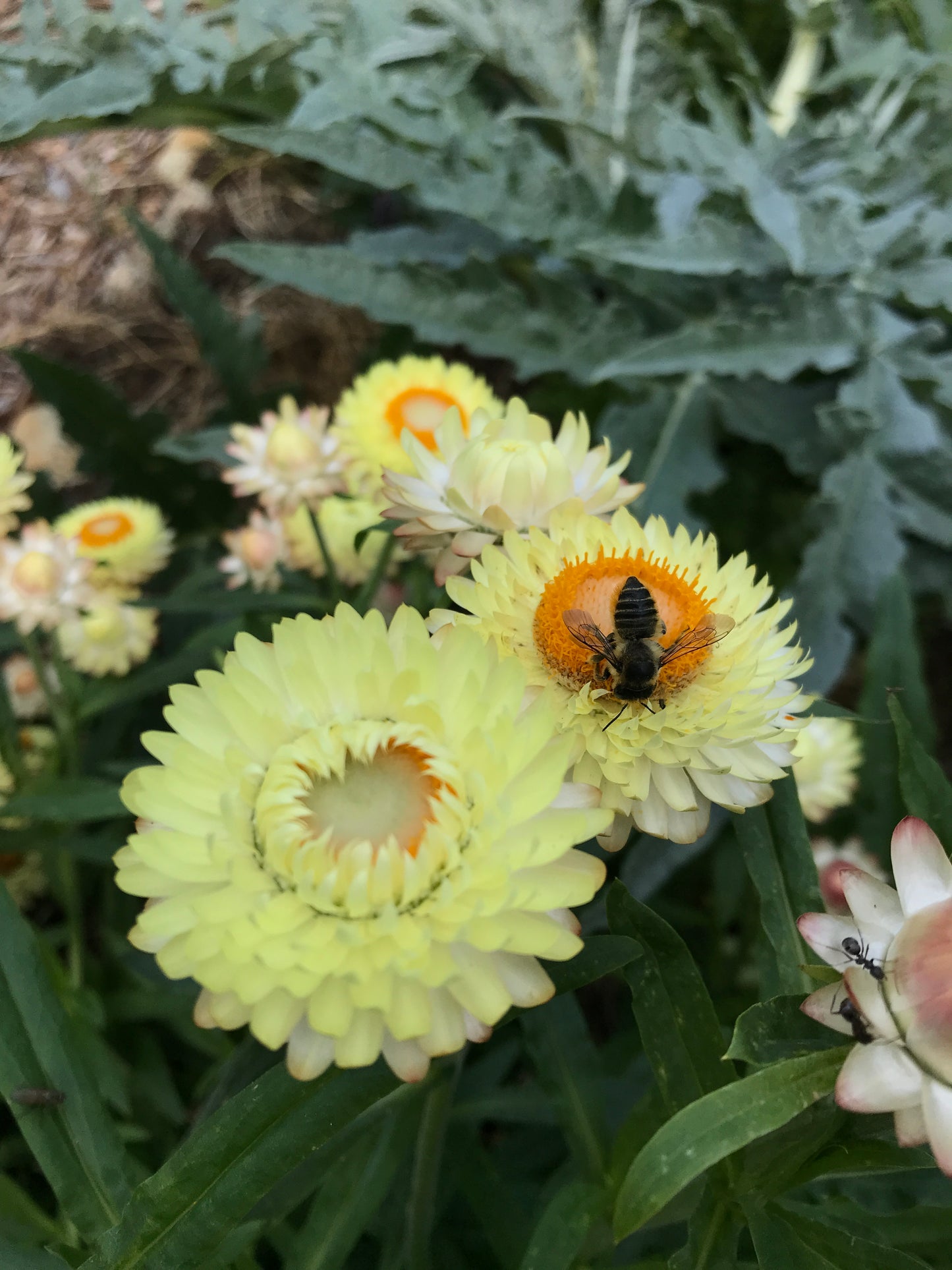 Strawflower 'Sunset Mix' Seeds