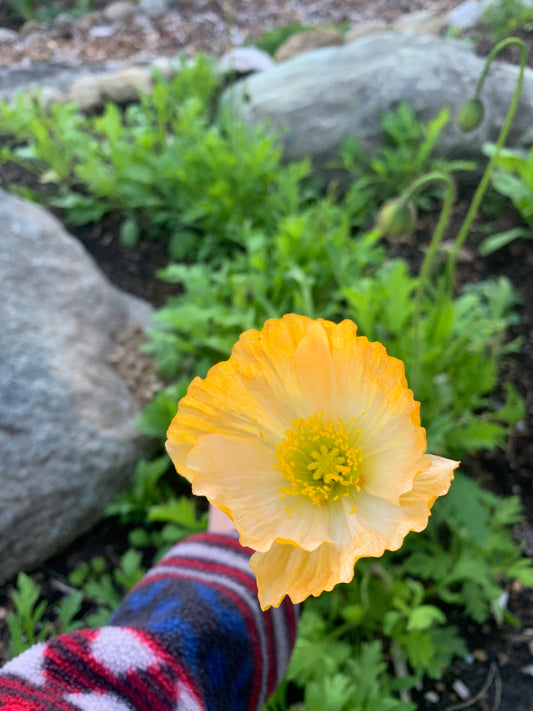 Poppy Icelandic 'Brights Mix' Seeds