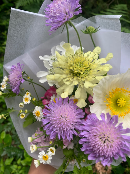 Giant Yellow Pincushion Seeds