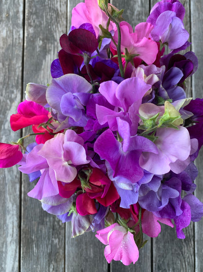 Sweet Peas 'Ocean Sunrise Mix' Seeds