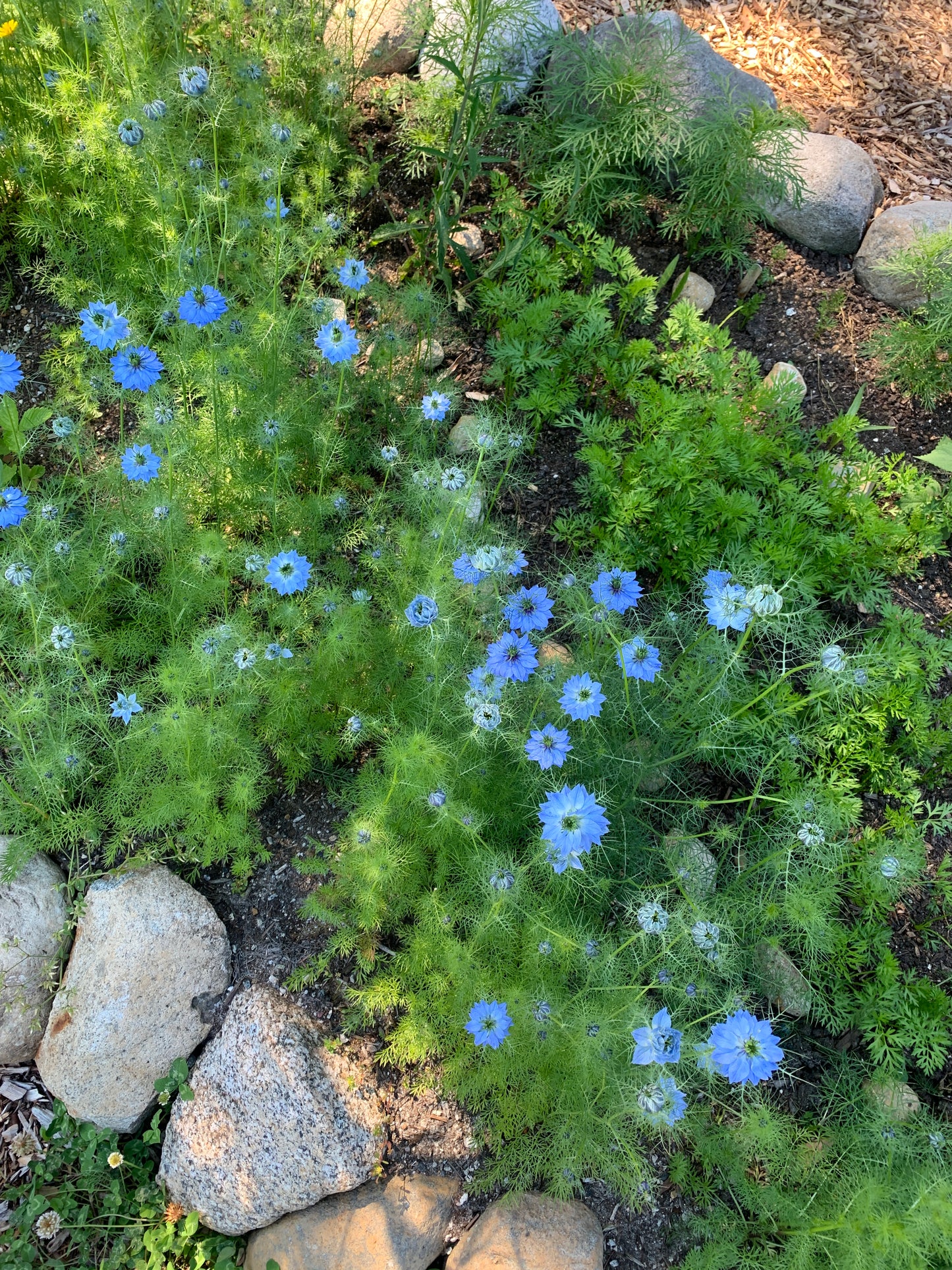 Nigella 'Miss Jekyll Blue' Seeds